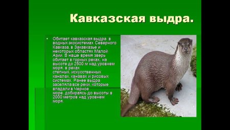 Животные КРАСНОЕКНИГИ