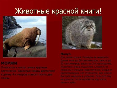 Красная книга России животные описание