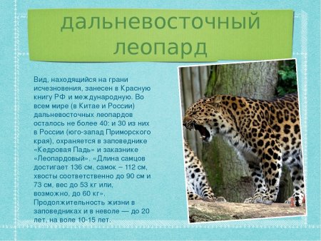 Дальневосточный красная книга Дальневосточный леопард