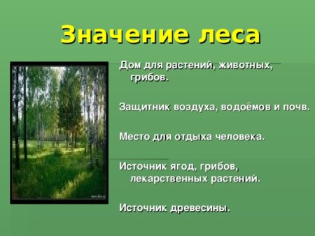 Значение леса для человека и животных