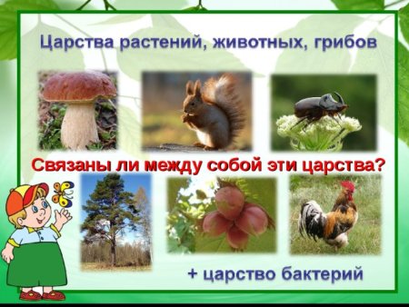 Символ дом для растений животных грибов