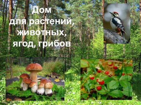 Проект дом для растений животных грибов