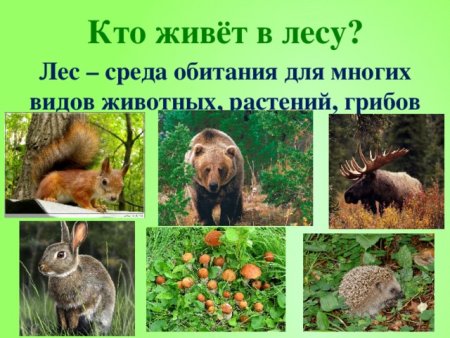 Обитатели леса осенью для дошкольников