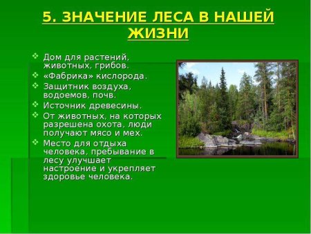Роль леса в жизни человека