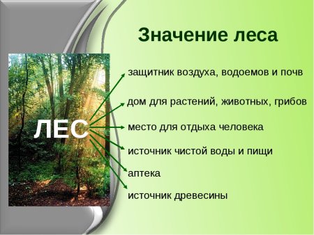 Вывод животные леса