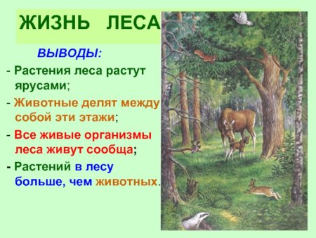 Съедобные грибы и мухомор 4 лишний