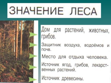 Иллюстрации по биологии