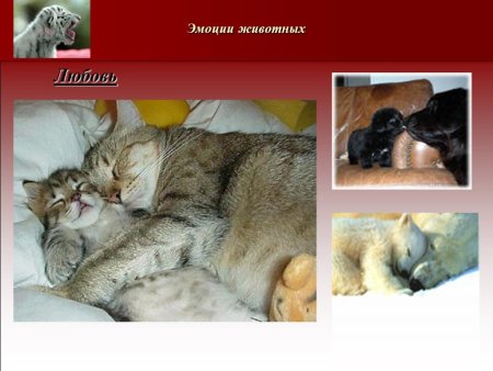 Презентация про эмоции животных в рисунках и фотографиях