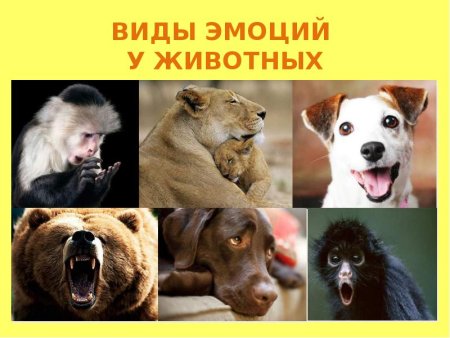 Эмоции животных в рисунках и фотографиях