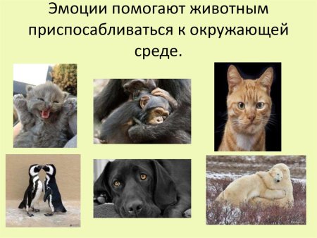 Проект эмоции животных в рисунках