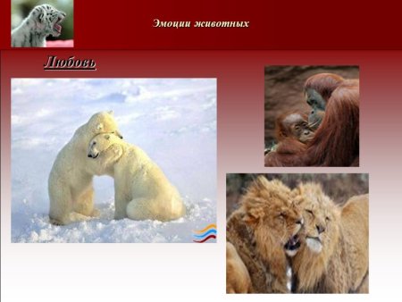 Презентация эмоции животных