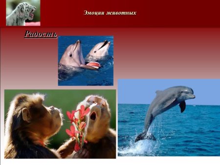 Эмоции животных в фотографиях