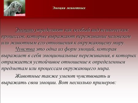 Презентация на тему эмоции животных