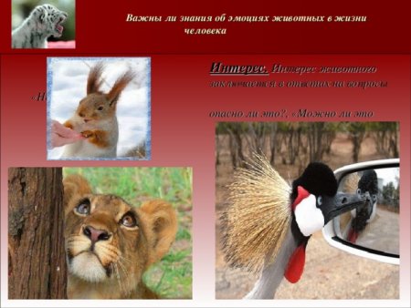 Вывод эмоции животных