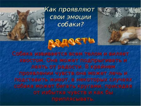 Презентация эмоции животных