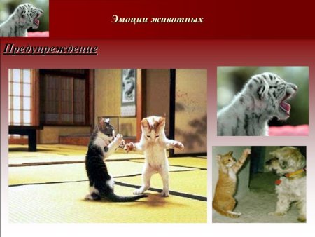 Презентация на тему эмоции животных