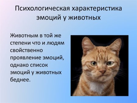 Презентация эмоции животных