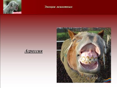 Презентация про эмоции животных в рисунках и фотографиях