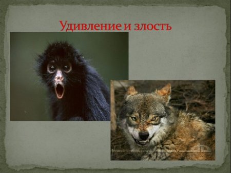 Презентация на тему эмоции животных