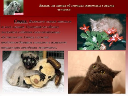 Презентация на тему эмоции животных