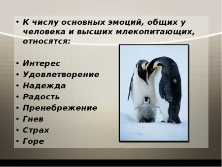Эмоции животных доклад