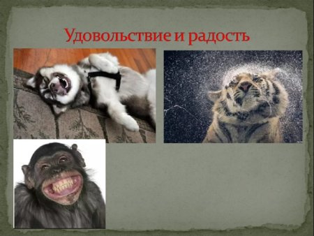 Презентация на тему эмоции животных