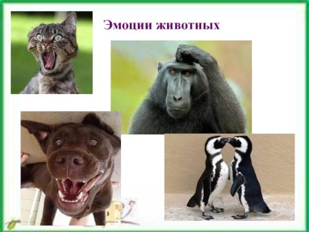 Картинки эмоции животных в рисунках