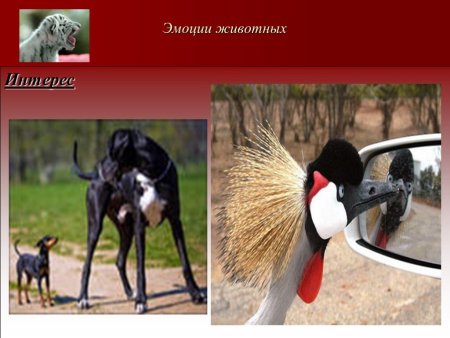 Презентация на тему эмоции животных