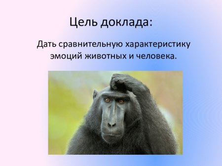 Эмоции у животных и человека презентация