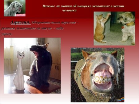 Чувства и эмоции животных