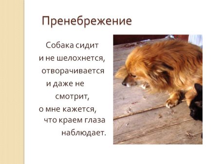 Презентация эмоции животных