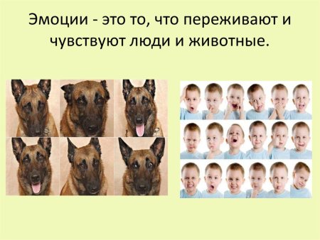 Базовые эмоции людей и животных