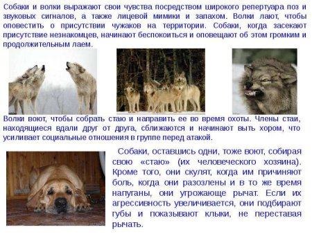 Эмоции у животных и человека презентация