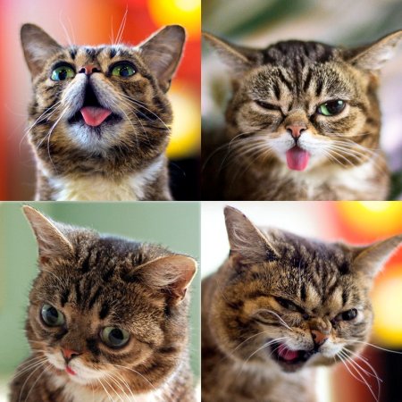Кот с разными эмоциями