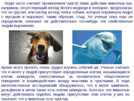 Презентация на тему эмоции животных
