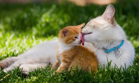 Как заботятся о своём потомстве домашние животные