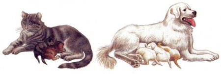 Рисунок забота о потомстве домашних животных