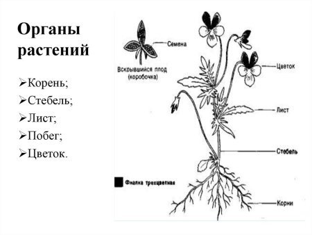 Вегетативные органы цветкового растения схема