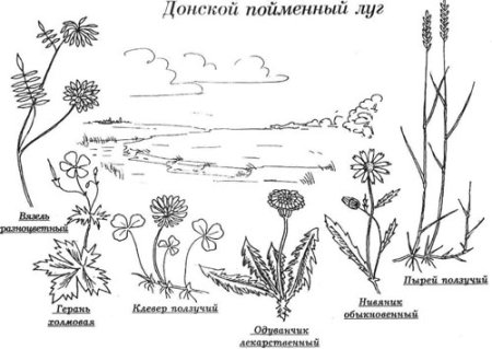 Дикорастущие растения раскраска