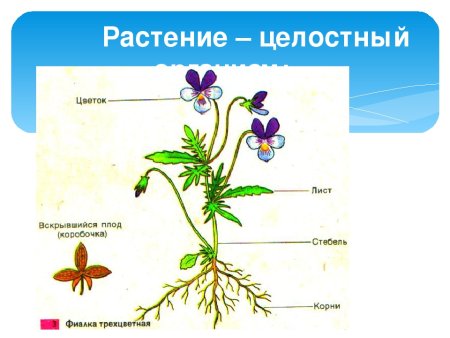 Схема строения цветкового растения