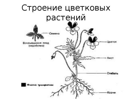 Эволюция покрытосеменных растений схема