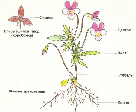 Растения разных климатических зон