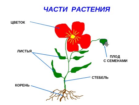 Фиалка трехцветная строение
