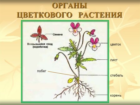 Строение растения рисунок