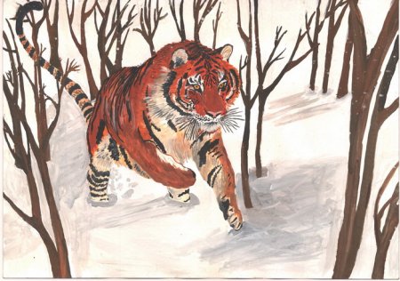 Рисунок Амурского тигра
