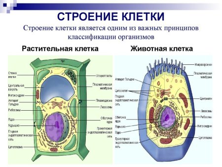 Схема строения животной и растительной клетки