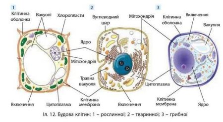Строение растительной животной и грибной клетки