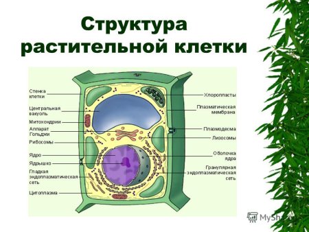 Строение клетки растения 6 класс биология строение и функции