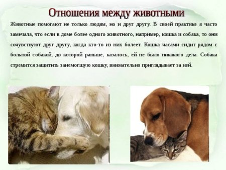 Истории людей о питомцах