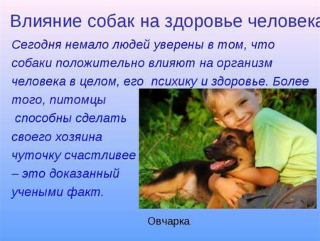 Собака друг человека презентация